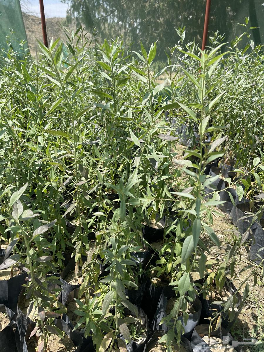 Almond seedlings63041665345539111