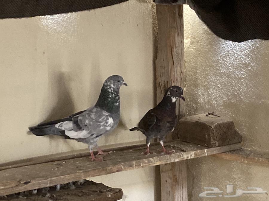 حمام باكستاني63039912858627118