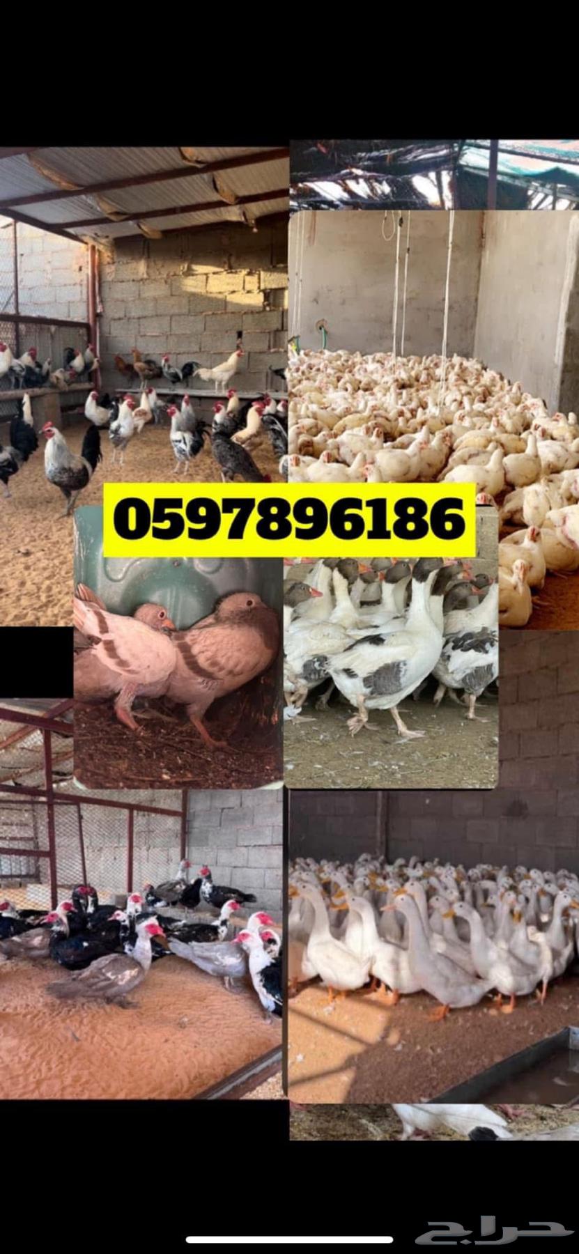 دجاج لاحم فروج عروض خاصه63039912486914111