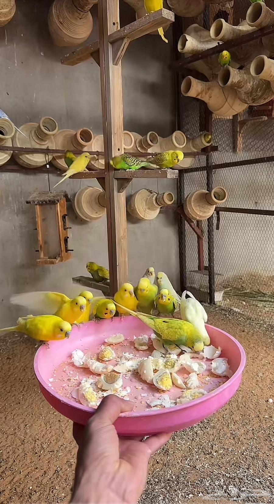 Love birds63039549751682112