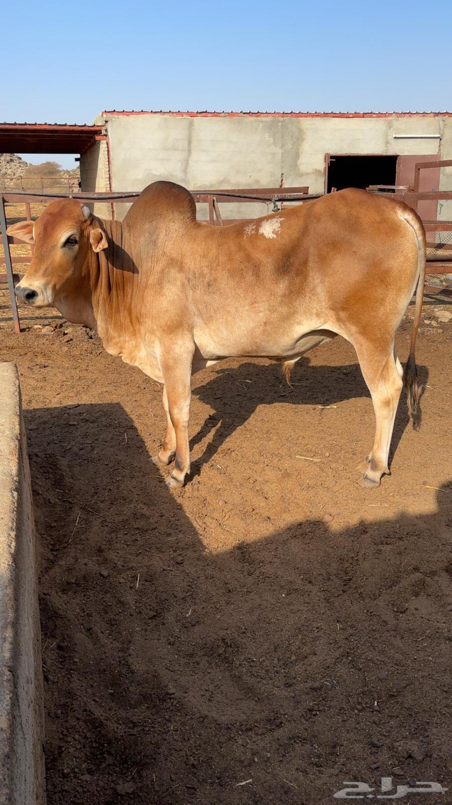 My Bull630378674160671128