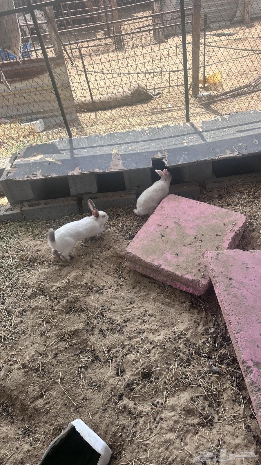 Rabbit63037443587331114