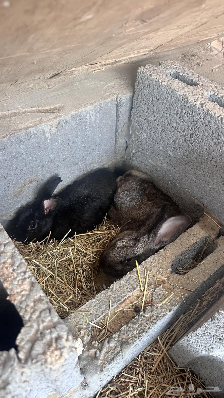 Rabbit63037443587331112