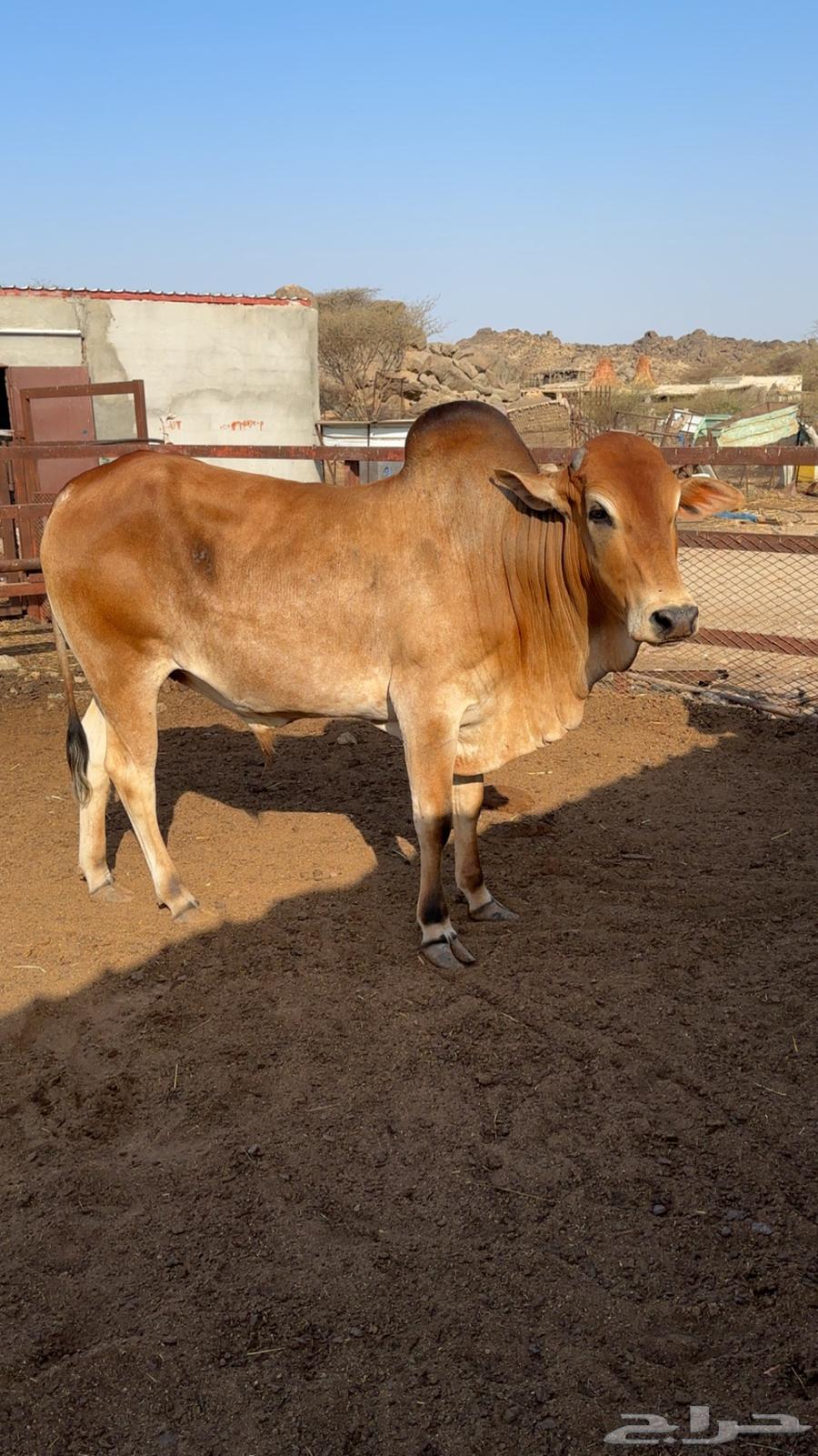 My Bull63037867416067112