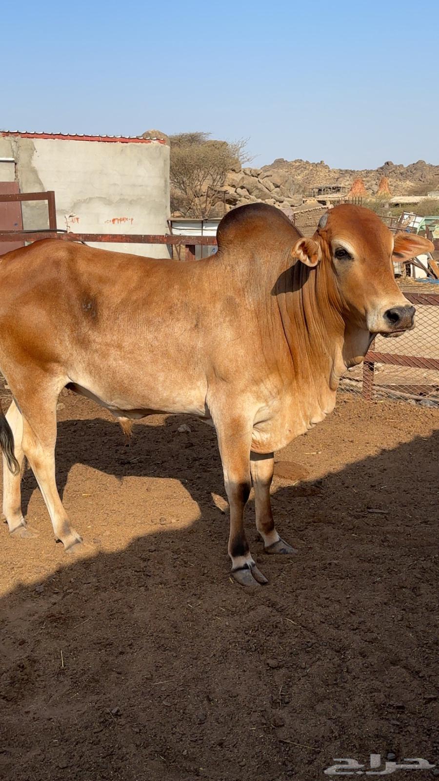 My Bull63037867416067111