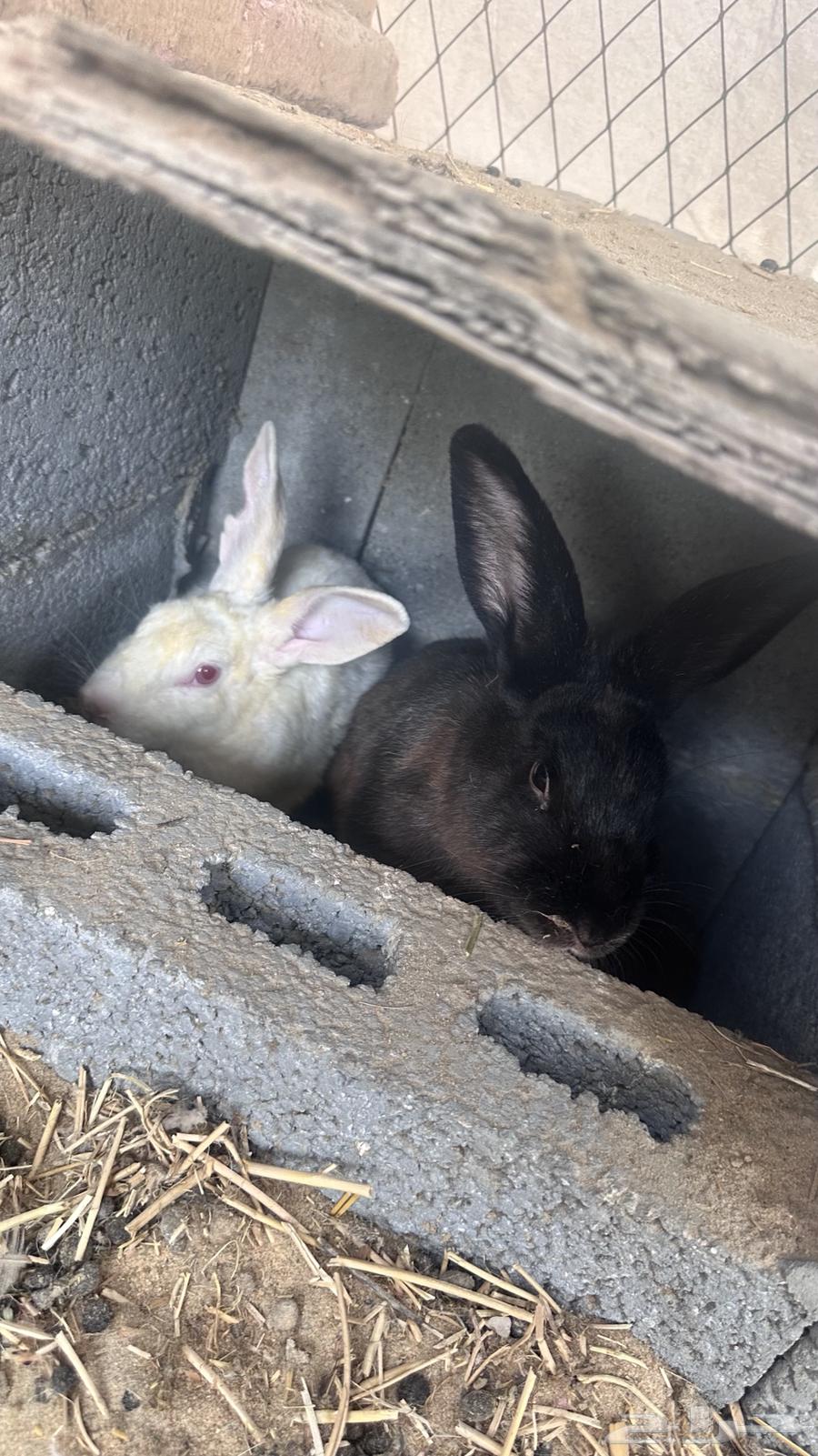 Rabbit63037443587331113