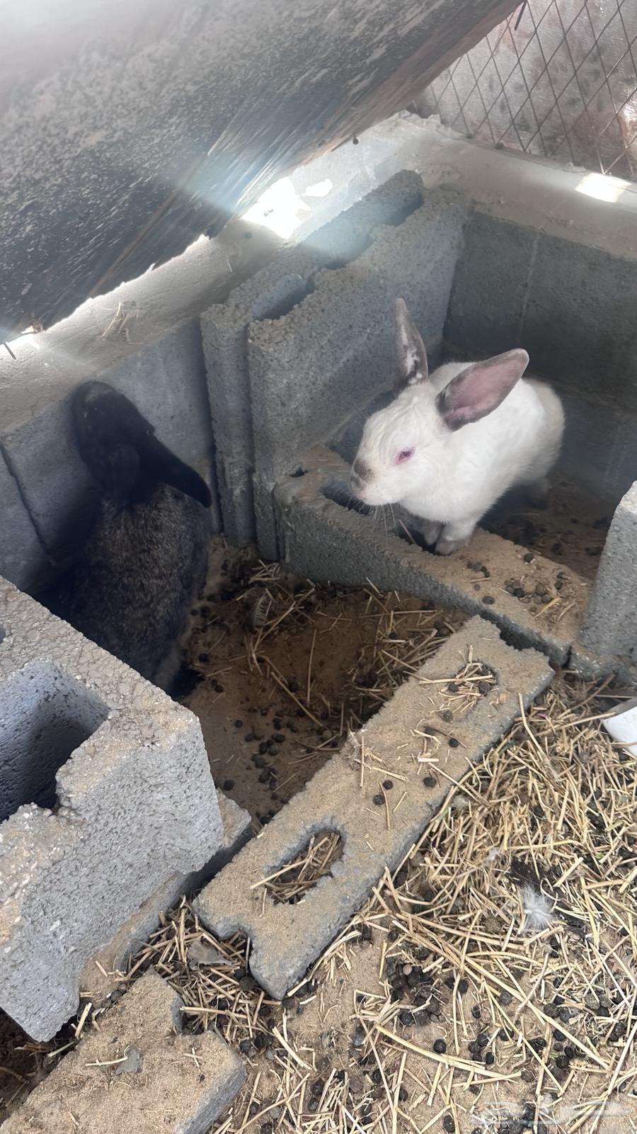 Rabbit63037443587331119