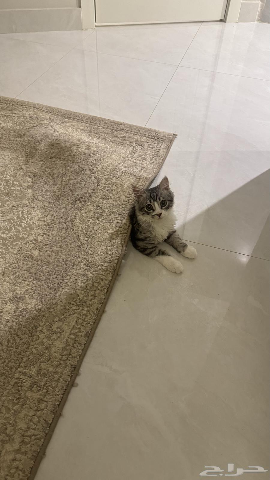 قط عربي أمريكي63037437970433114