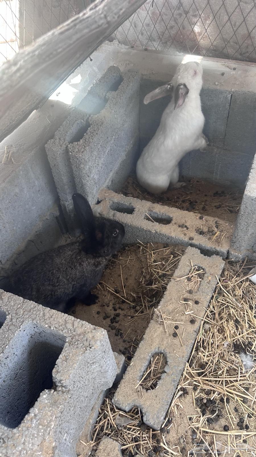 Rabbit63037443587331111