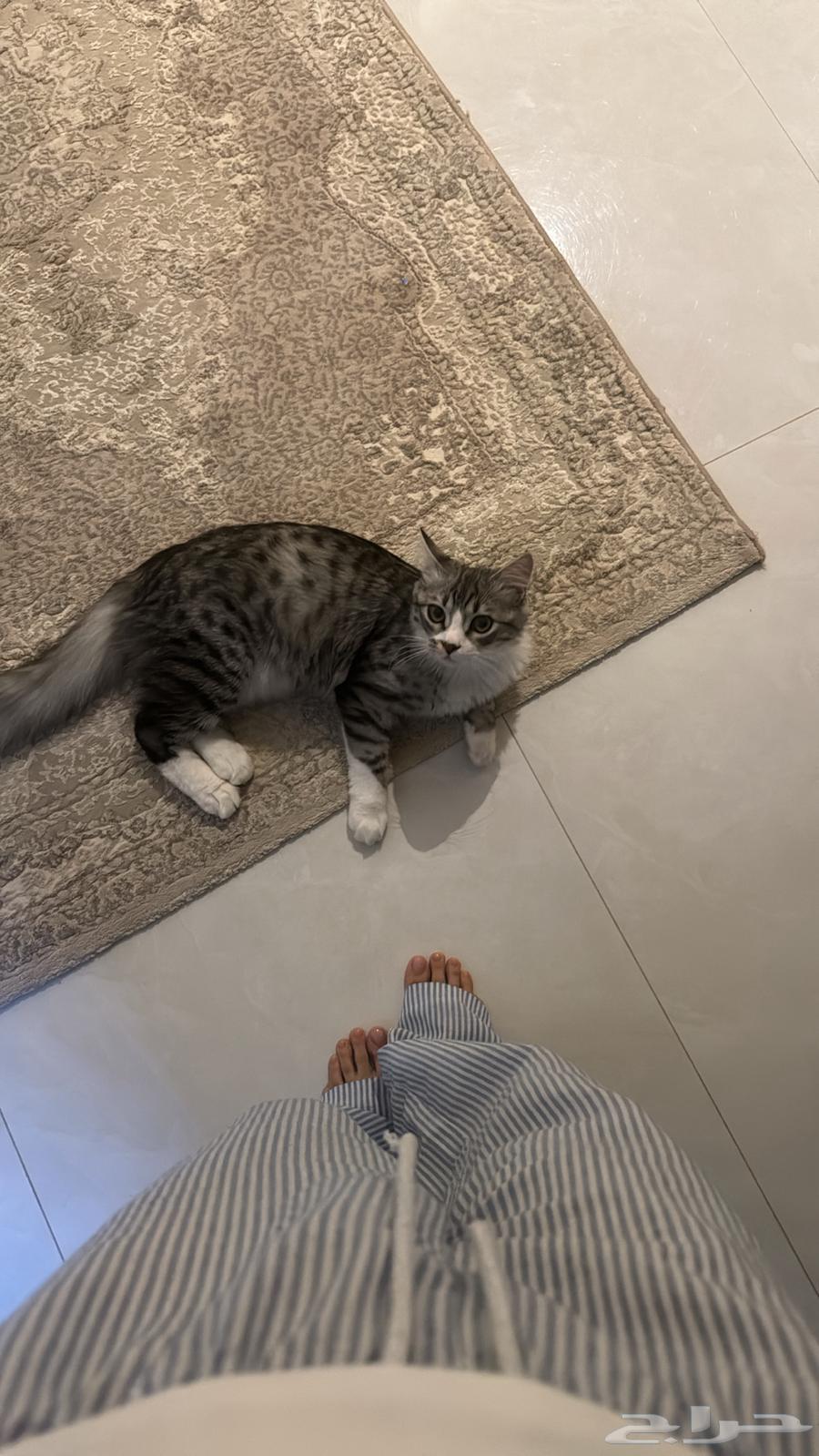 قط عربي أمريكي63037437970433111