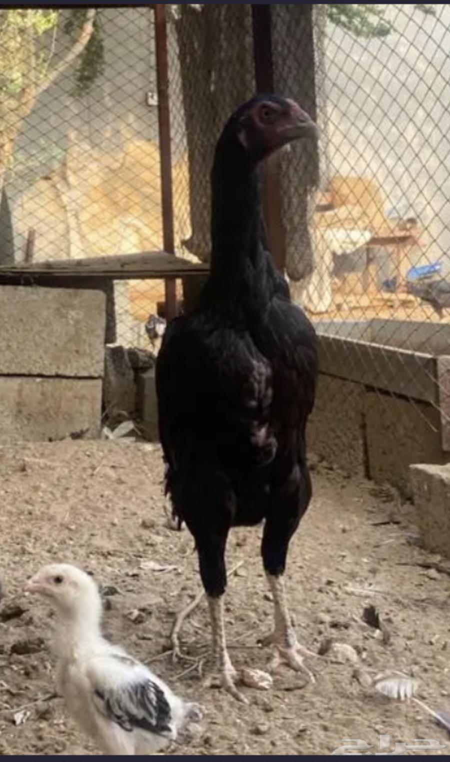 Shamu German Shepherd puppies for sale, photos updated after 24 days63037823554562114