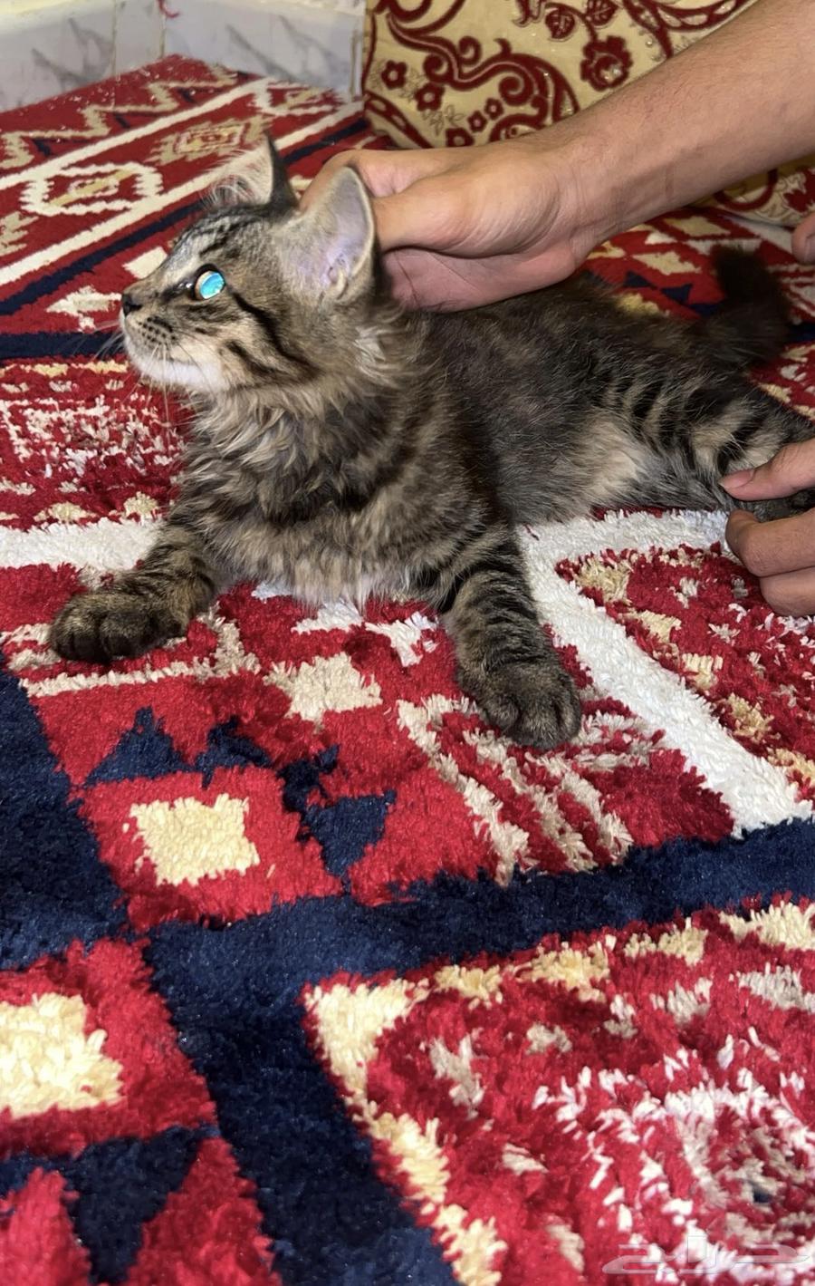 Shirazi cat63038252834691112