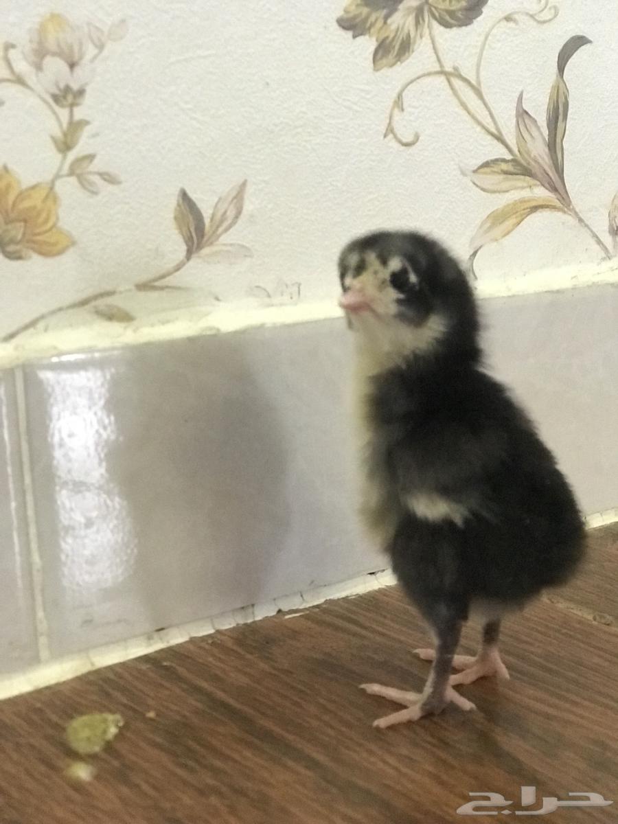 Shamu German Shepherd puppies for sale, photos updated after 24 days63037823554562112