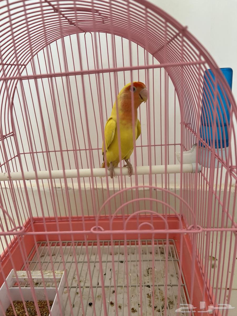 Bird of the day Latin63039145028867113
