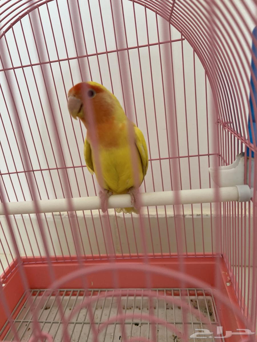 Bird of the day Latin63039145028867114