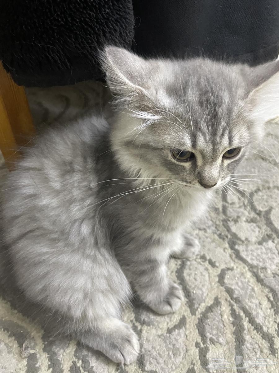 قط شيرازي بيور 3 اشهر للبيع مع أغراضه كلها63036612844417111