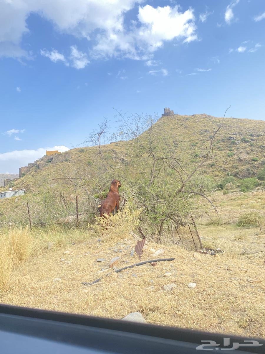 This is a male goat, I bought it from Adam and sold it.630374381436191119