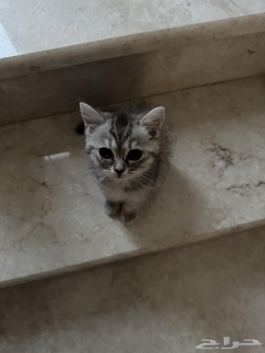 قط و قطة ومستلزماتها للبيع63037867440643113