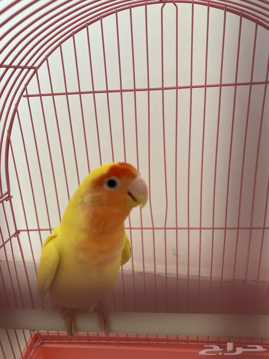 Bird of the day Latin63039145028867111