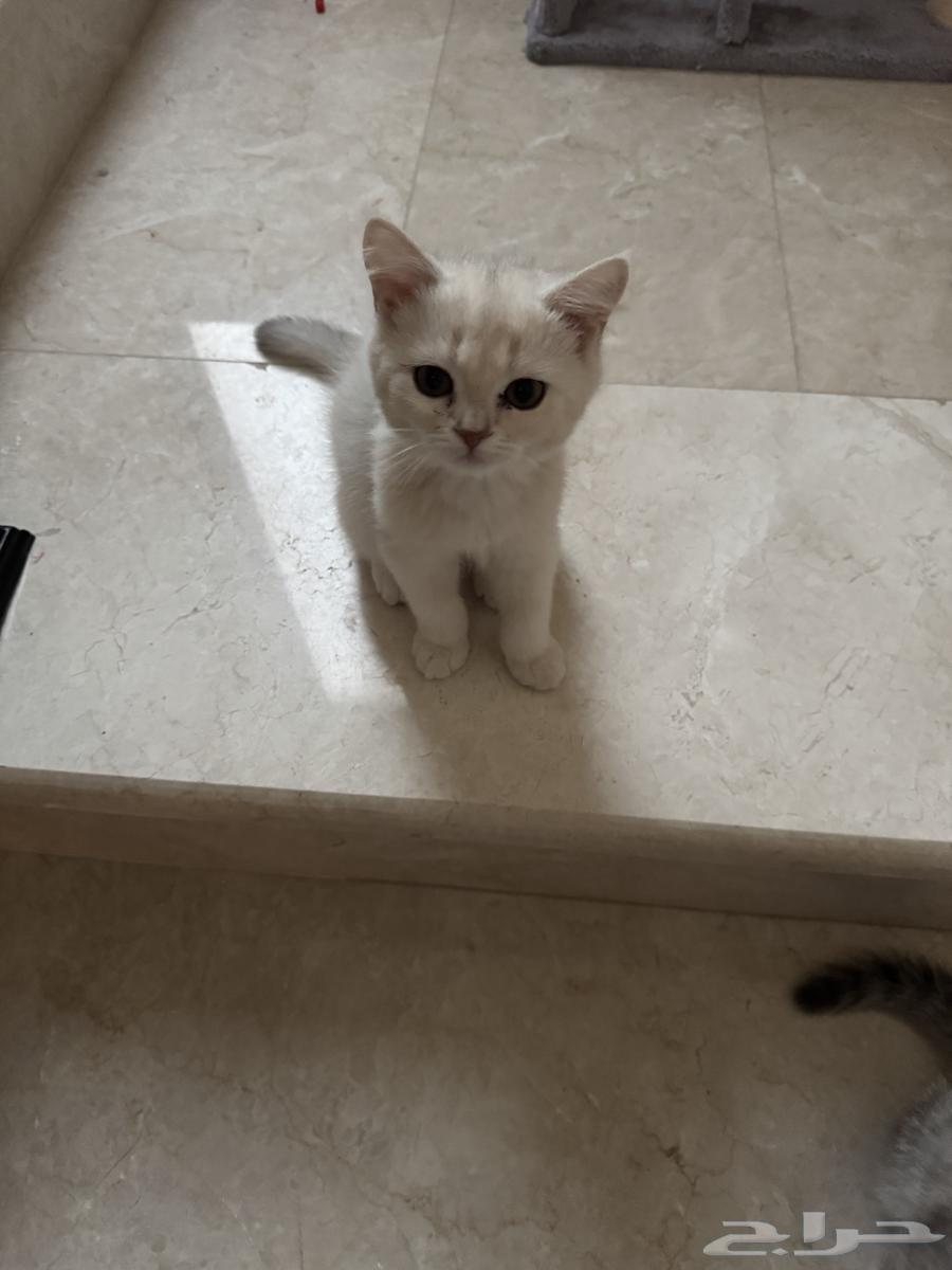 قط و قطة ومستلزماتها للبيع63037867440643114