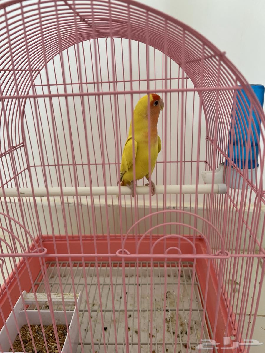 Bird of the day Latin63039145028867112