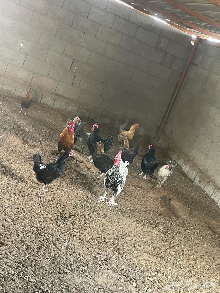 دجاج للبيع مأخذ جميع التطعيمات630378341582101116