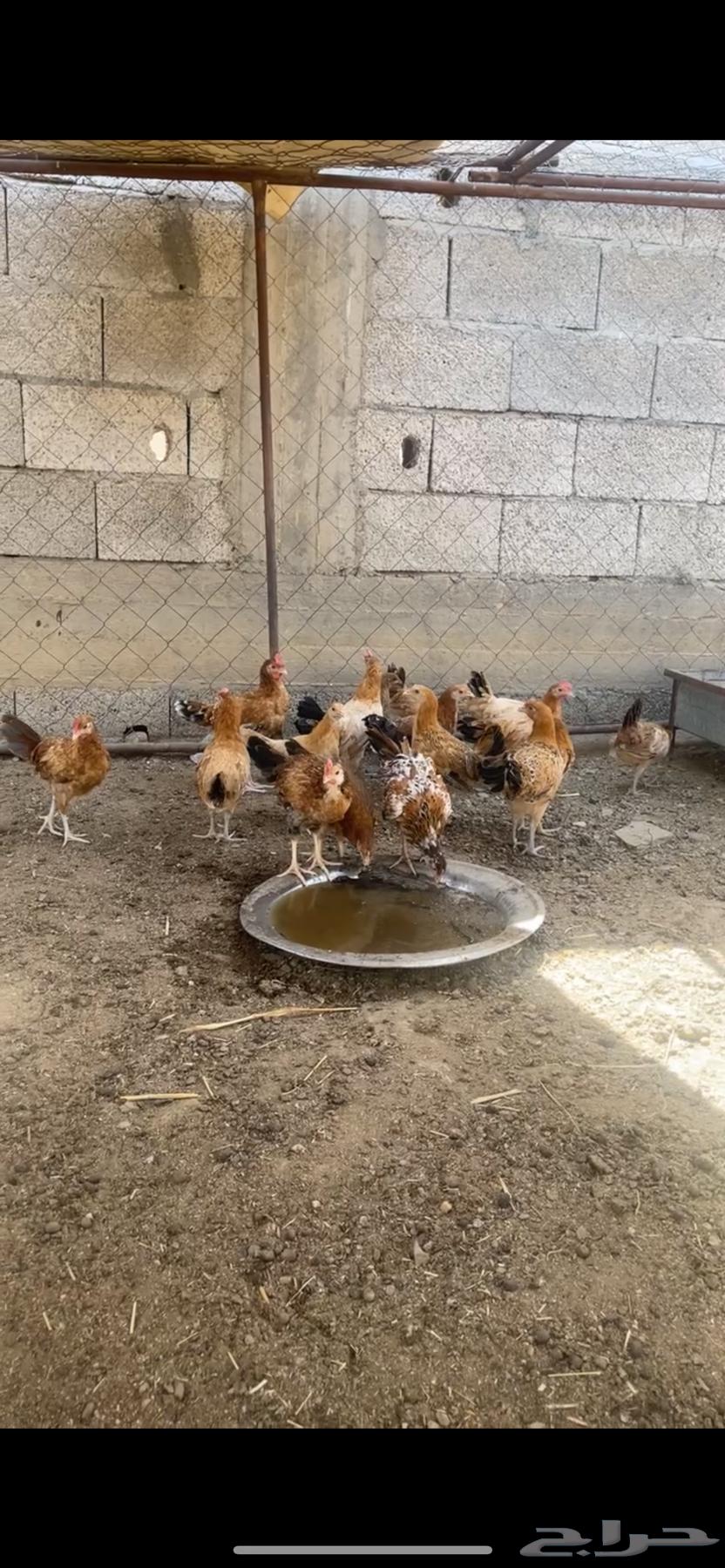 Local chickens for sale, the chicken has been sold63037828631810111