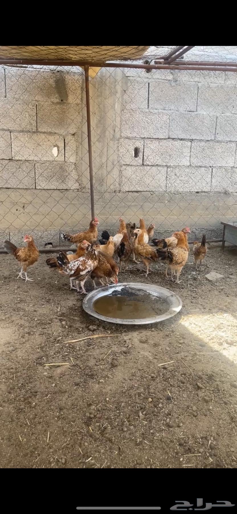 Local chickens for sale, the chicken has been sold630378286318101125