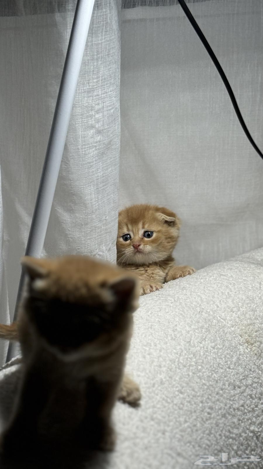 قطط للبيع63035800834433112