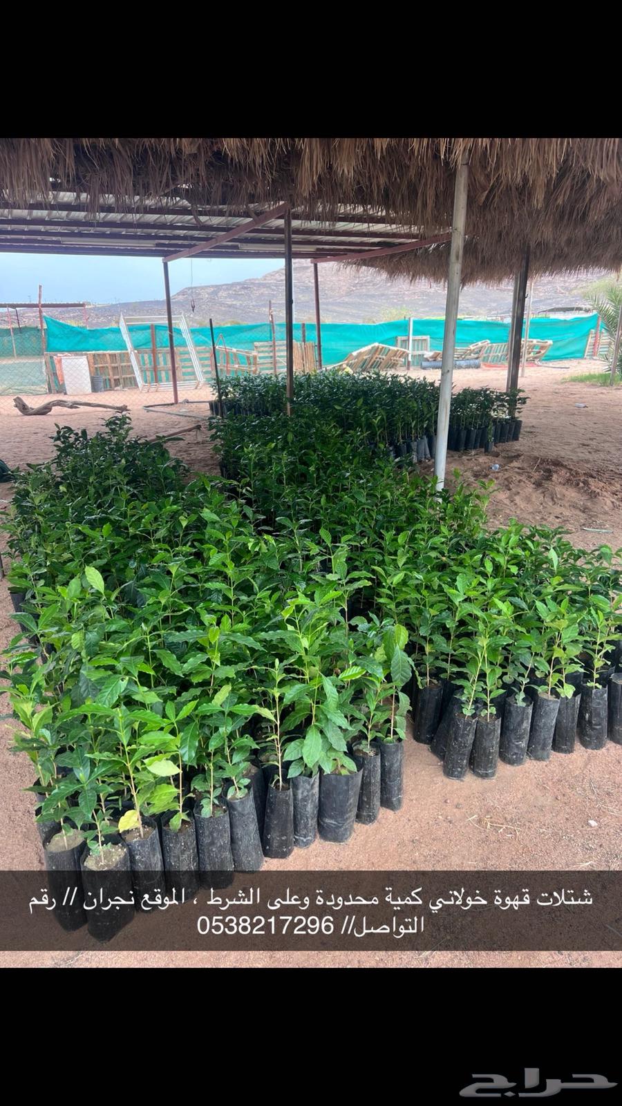 Kona coffee seedlings630362328062741111