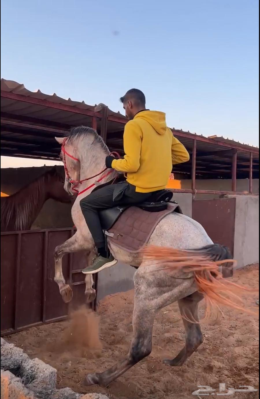 للبيع حصان شعبي شيخ63034222275585117