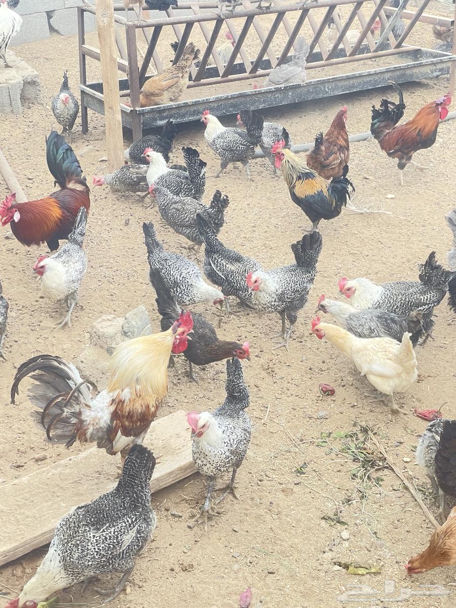 Local chicken63035018371330113