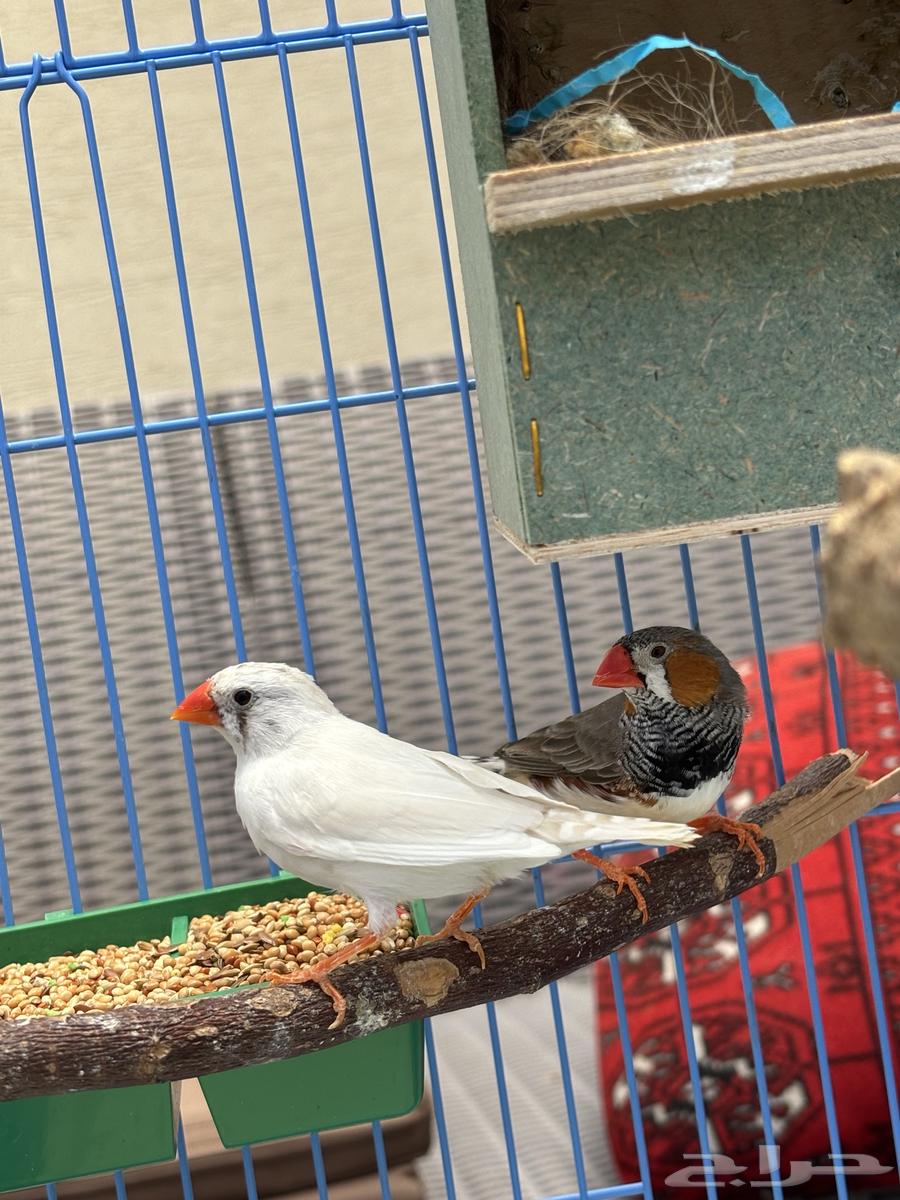 زوج زيبرا فينجس منتج (انباع)630349975347231113