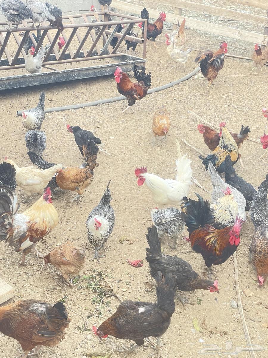 Local chicken63035018371330112