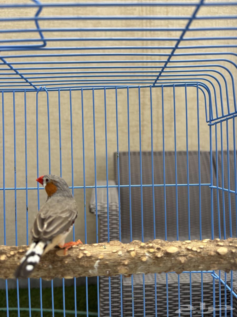 زوج زيبرا فينجس منتج (انباع)63034997534723112