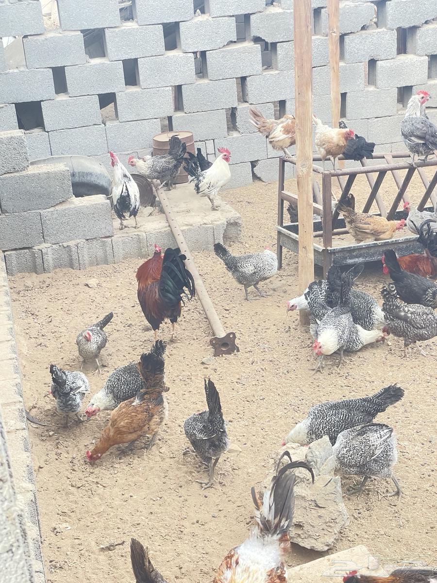 Local chicken630350183713301111