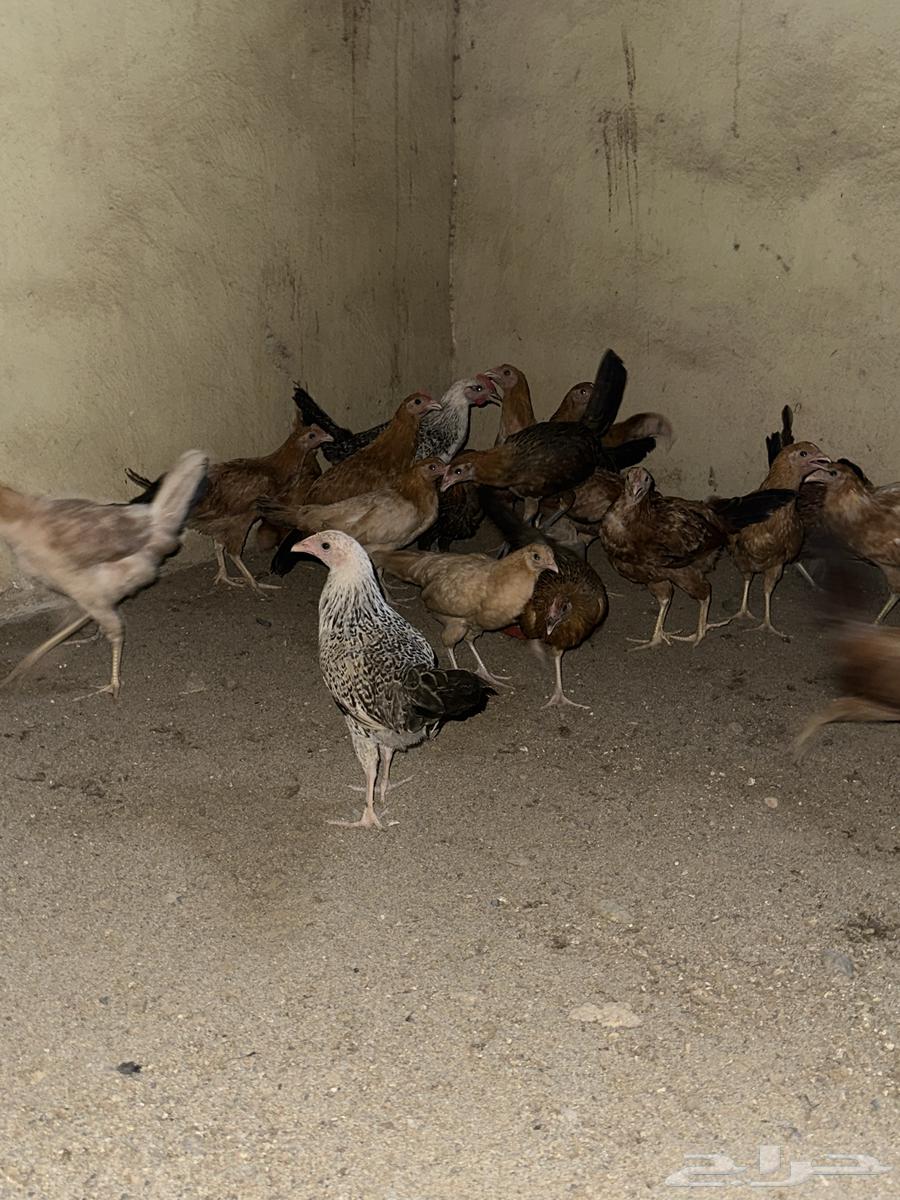 دجاج63470553945475113