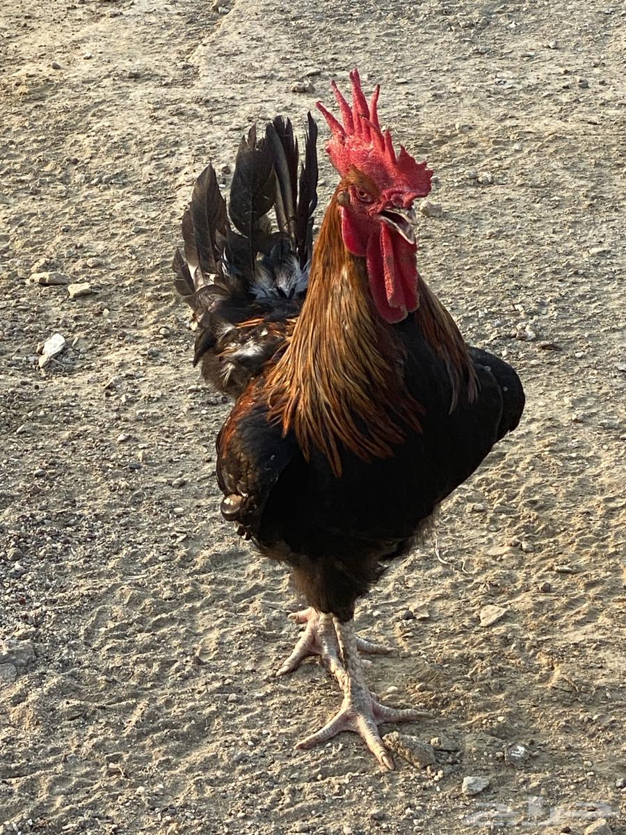 Turkish chicken for sale630346030218261122