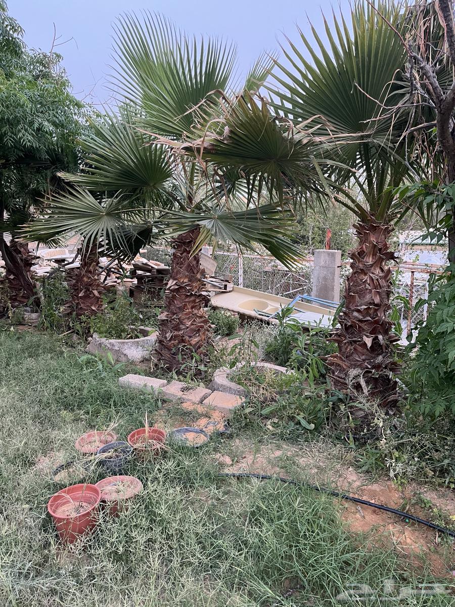 نخل واشنطنيا للبيع63092617371906112