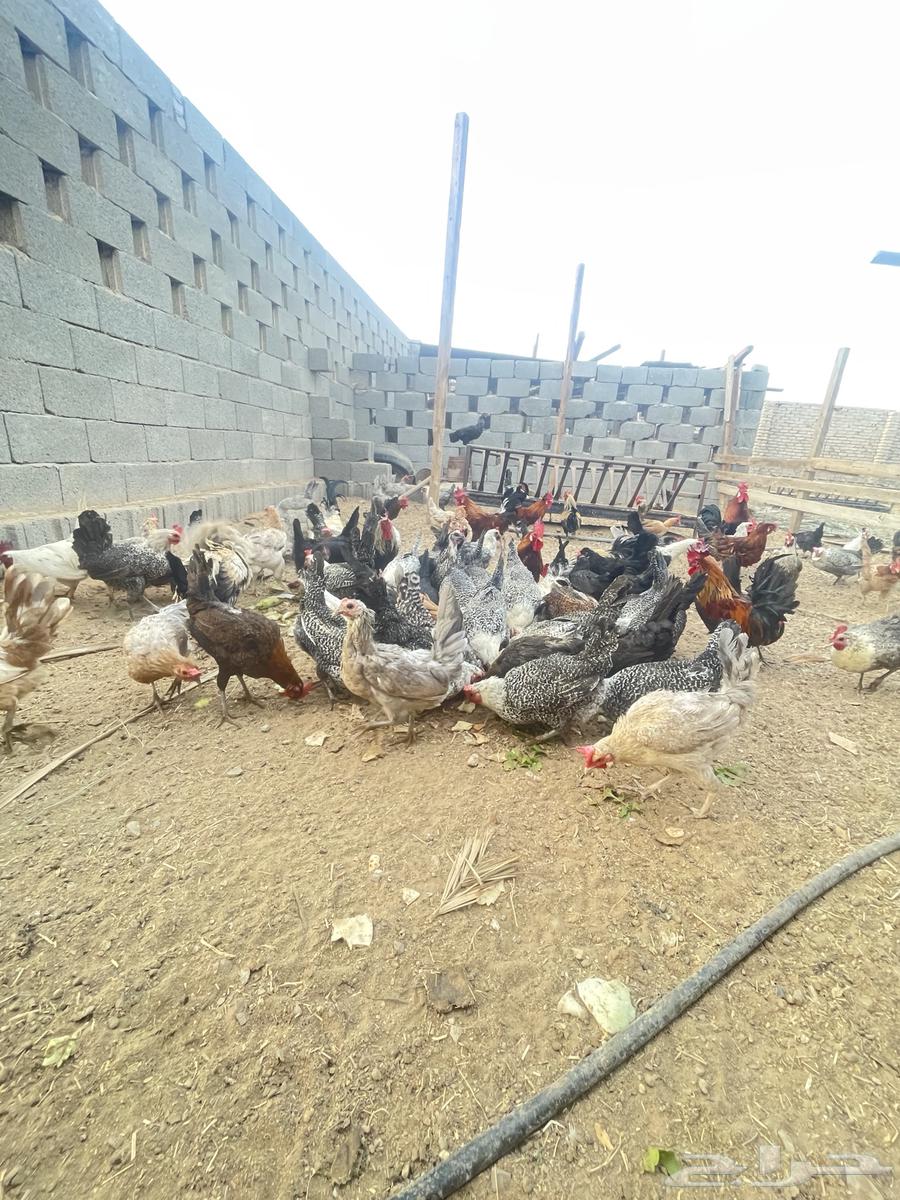 Local chicken63035018371330114