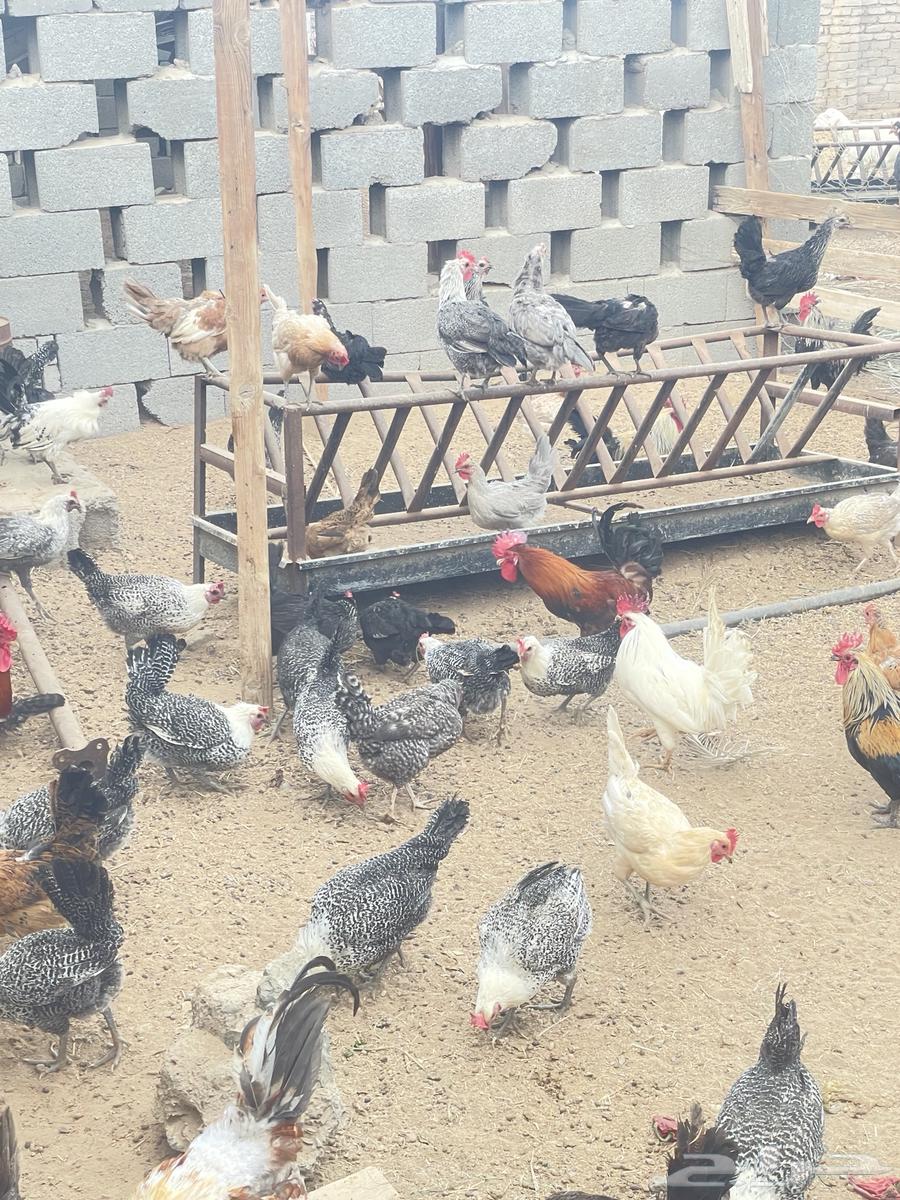 Local chicken63035018371330111