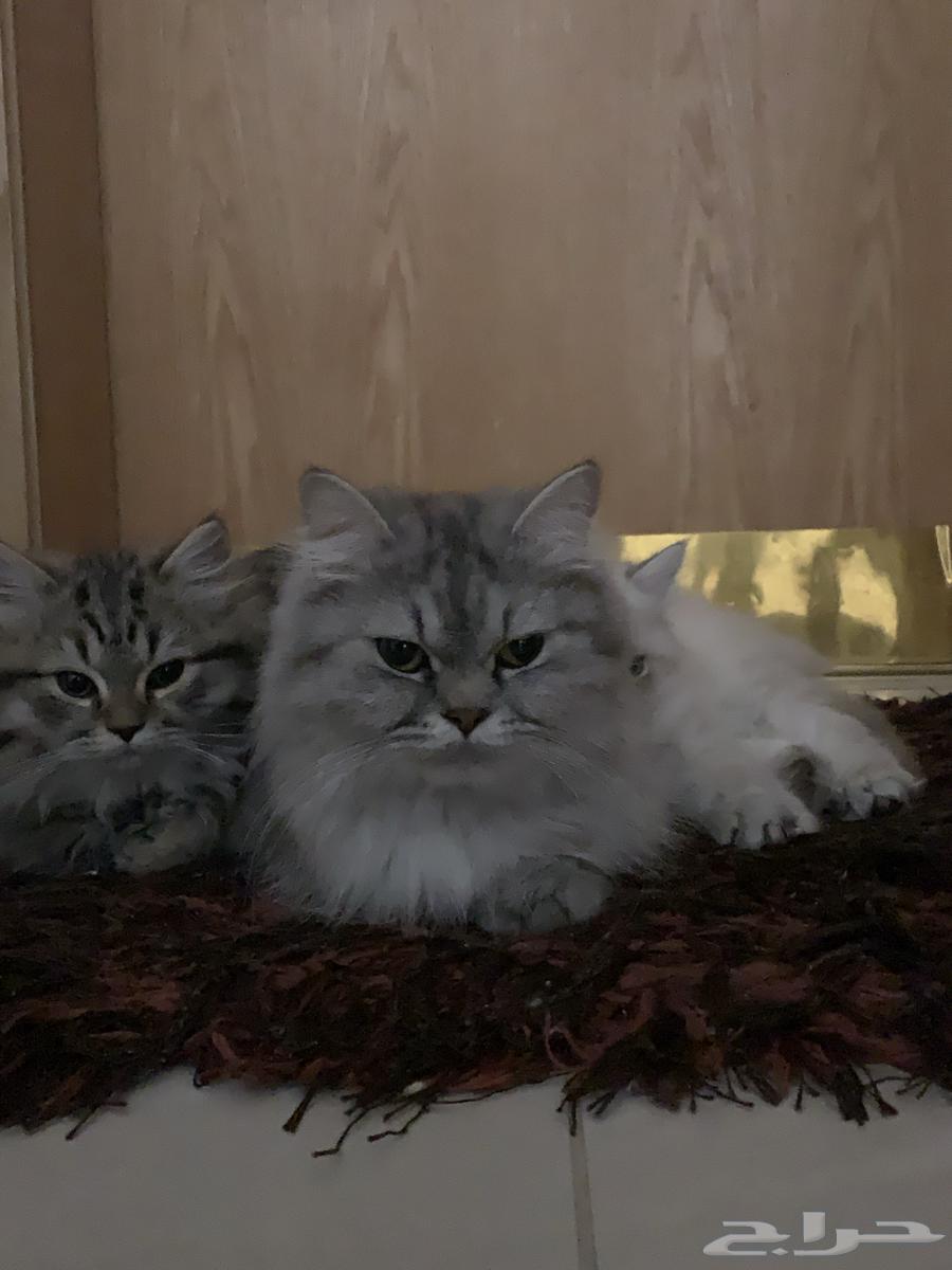مفقوده ارجو التواصل معي اذا احد لقاها63470551833219114