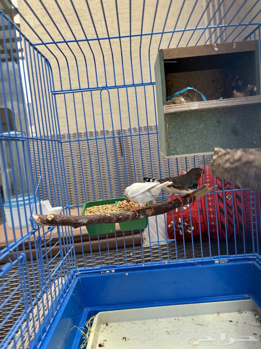 زوج زيبرا فينجس منتج (انباع)63034997534723114