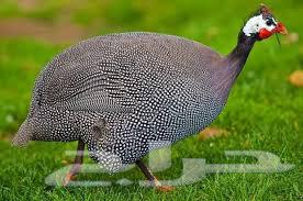 Ethiopian chicken eggs (pharaonic) valley rooster63035386839041112