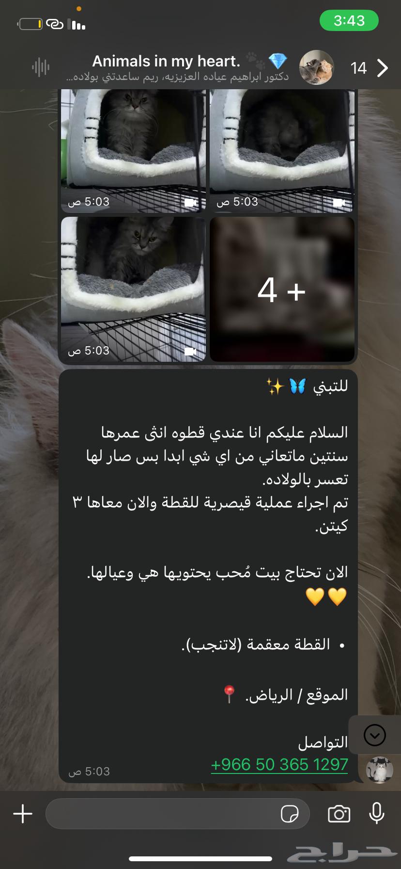 مفقوده ارجو التواصل معي اذا احد لقاها63470551833219112