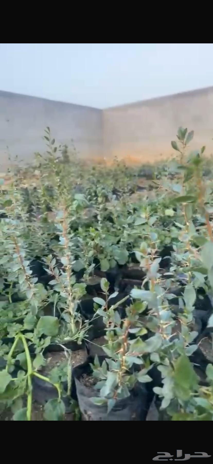 Local sidr seedlings63035413656707112