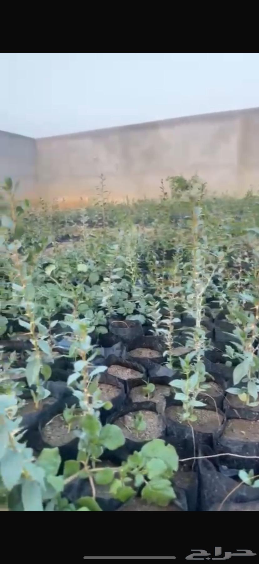 Local sidr seedlings63035413656707113