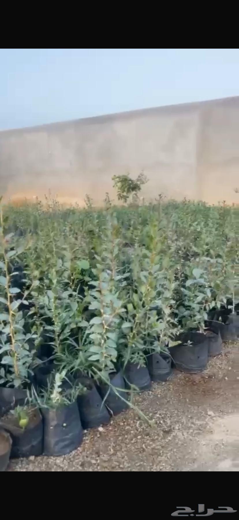 Local sidr seedlings63035413656707111