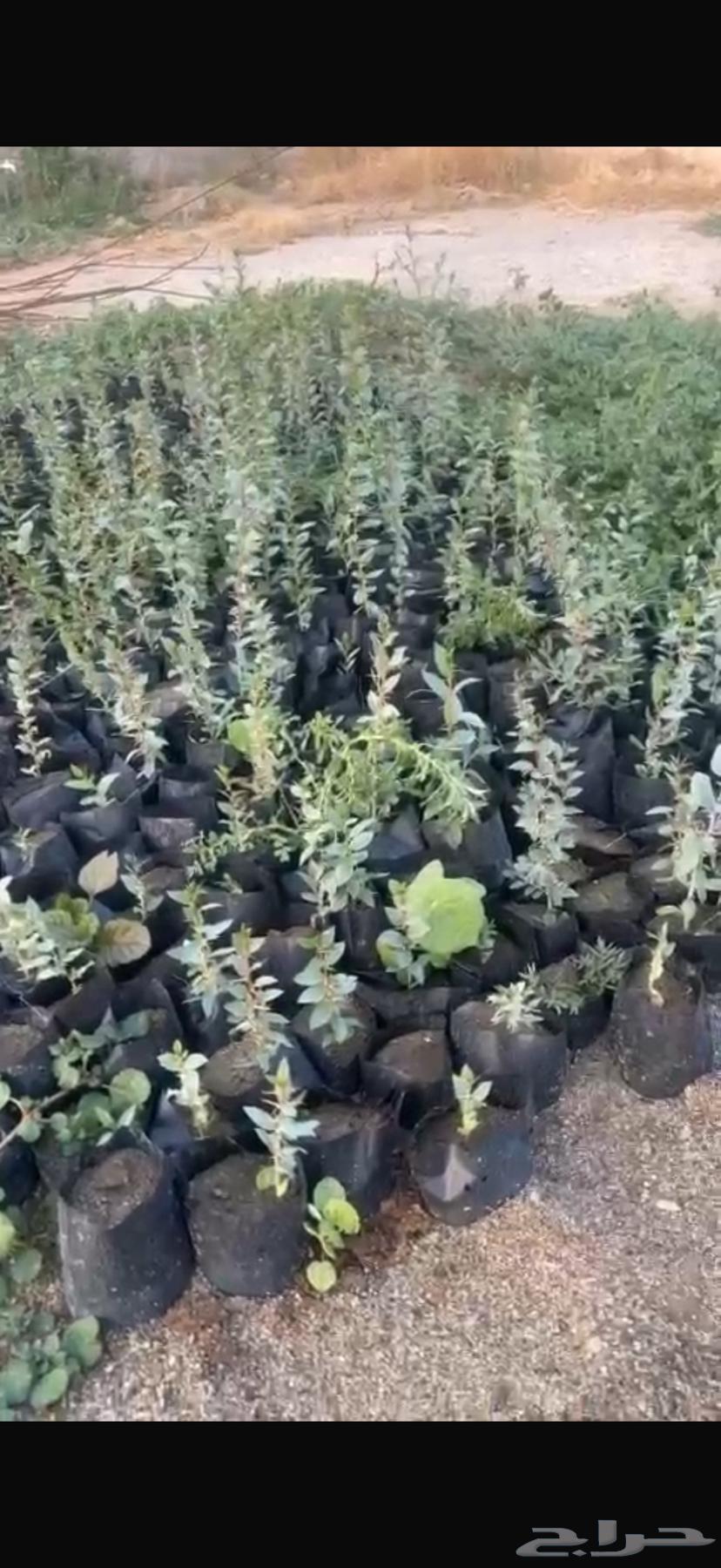 Local sidr seedlings630354136567071110