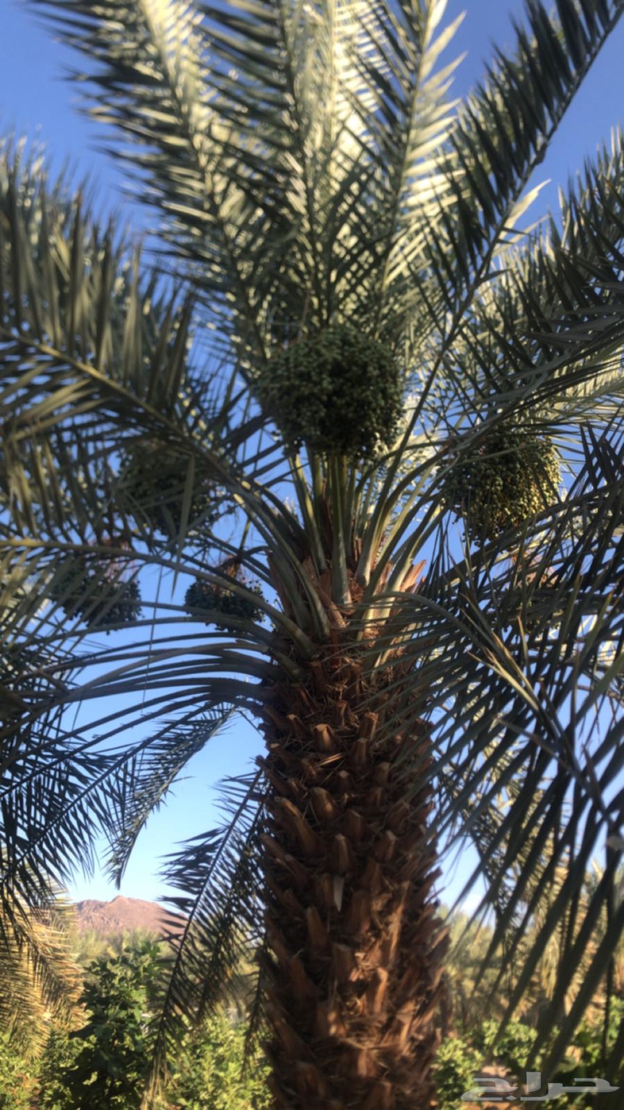 There is a sale of first-grade Najran dates.63034261445123119